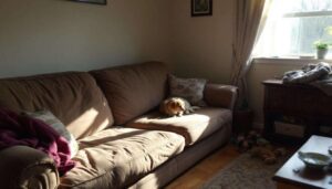 Plamy, zapachy, brud: kompletny poradnik, jak uratować kanapę (nawet ze zwierzętami w domu)